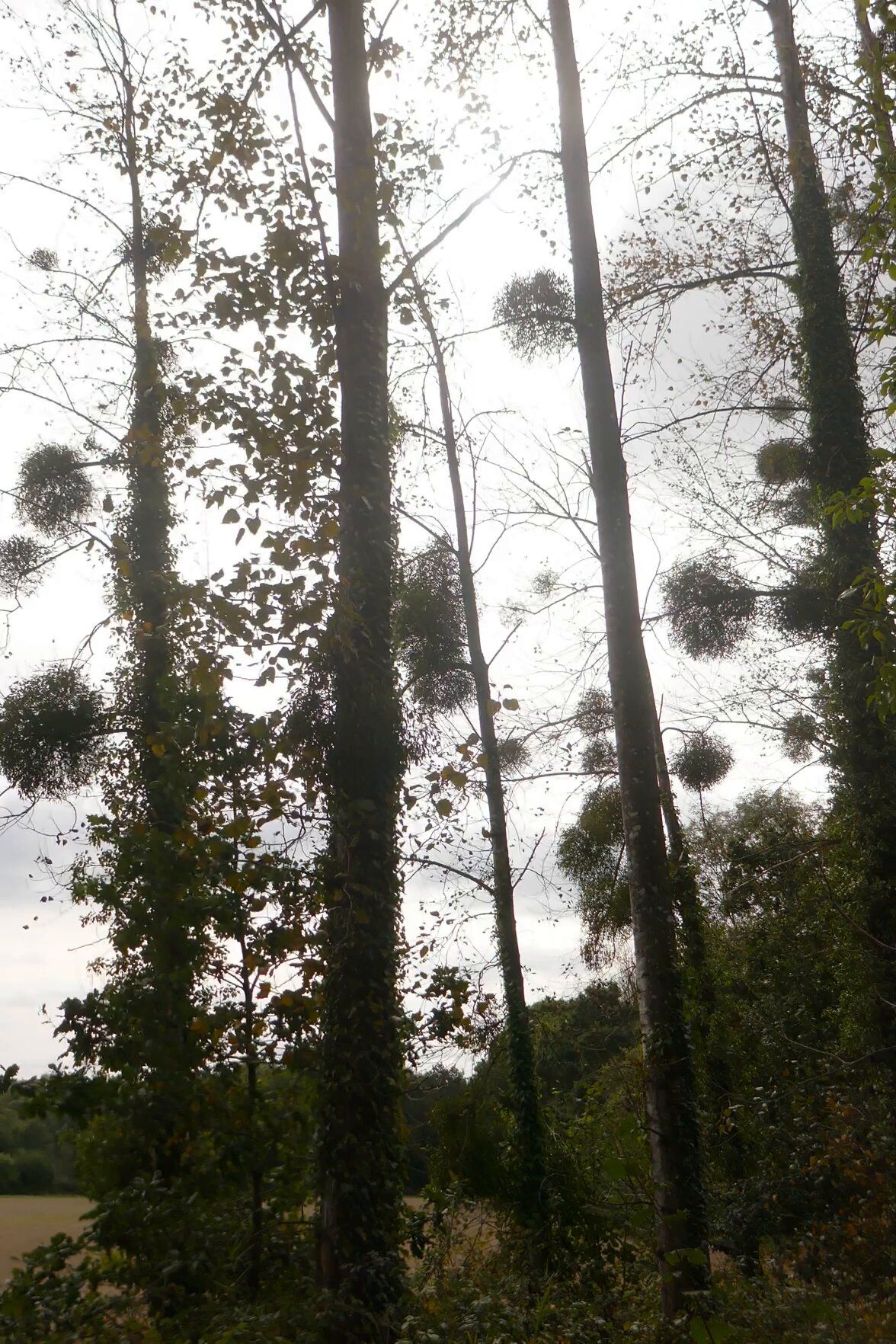 44-Vol-Maretakken 44-Vol-Maretakken000