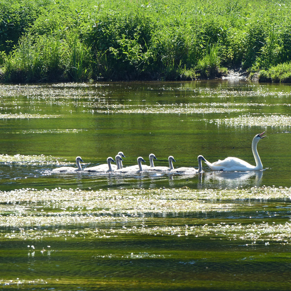 04-Moeder-met-kleintjes 04-Moeder-met-kleintjes